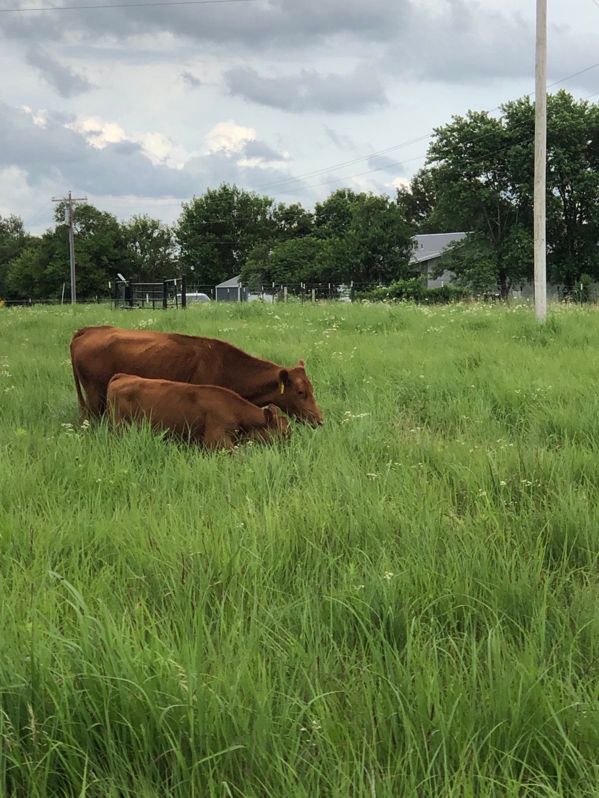 1 Live Bred Cow