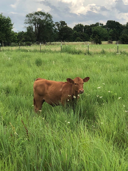 1 Live Bred Cow